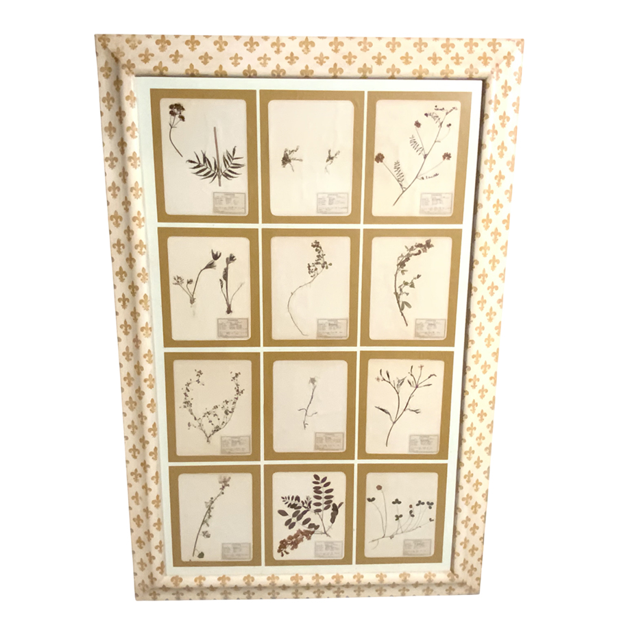 ANTIQUE FRENCH FRAMED HERBARIUMS
