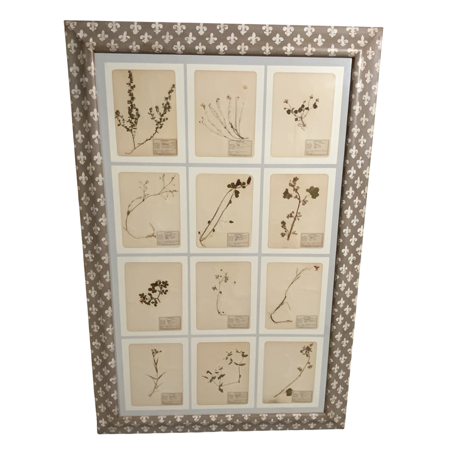 ANTIQUE FRENCH FRAMED HERBARIUMS