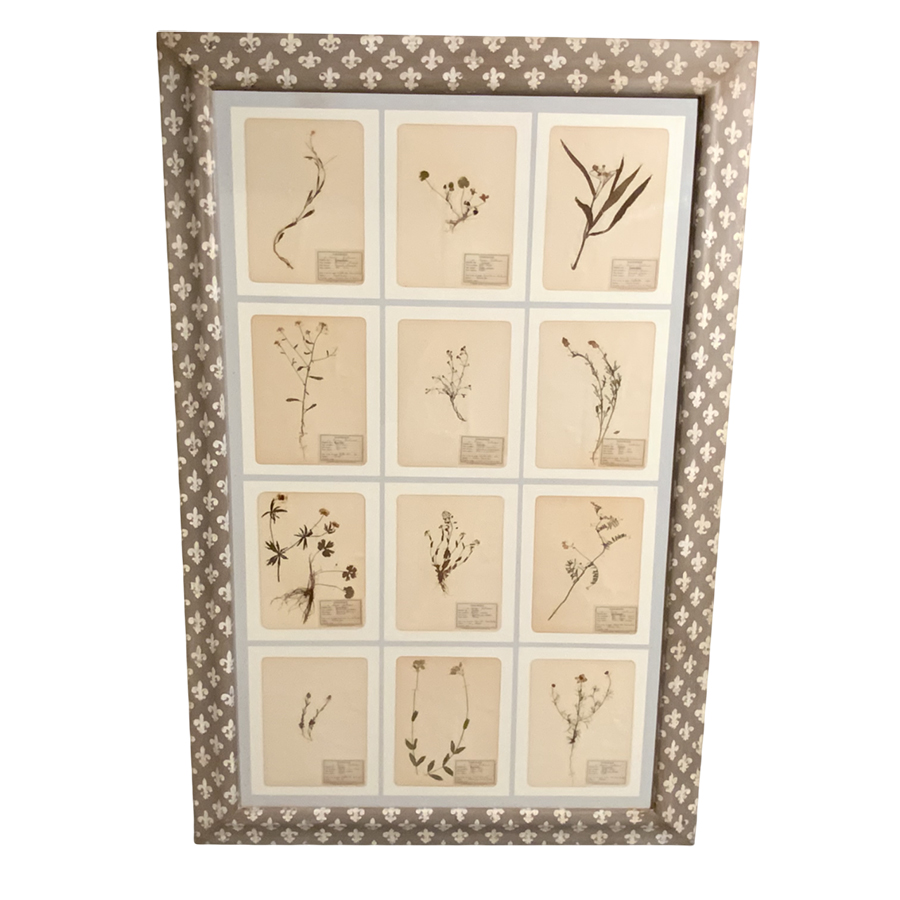 ANTIQUE FRENCH FRAMED HERBARIUMS