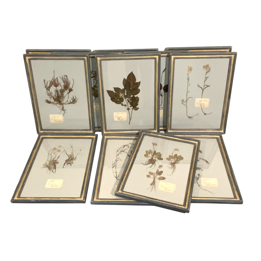 FRENCH BOTANICALS