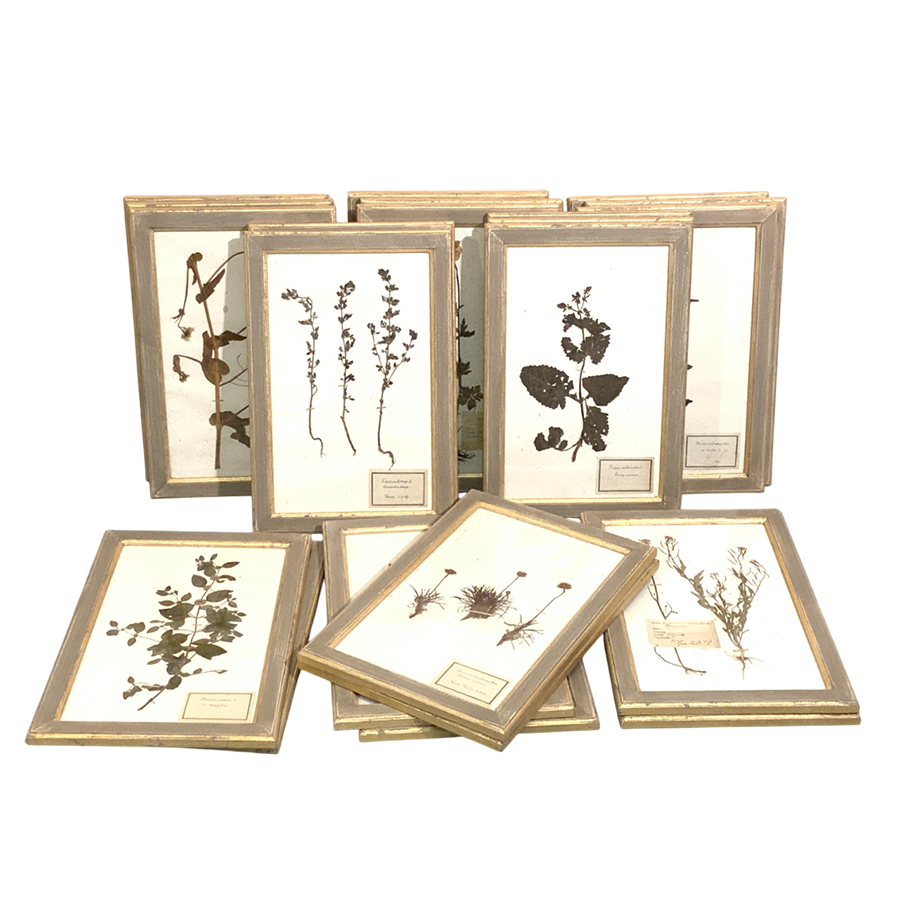 FRENCH BOTANICALS