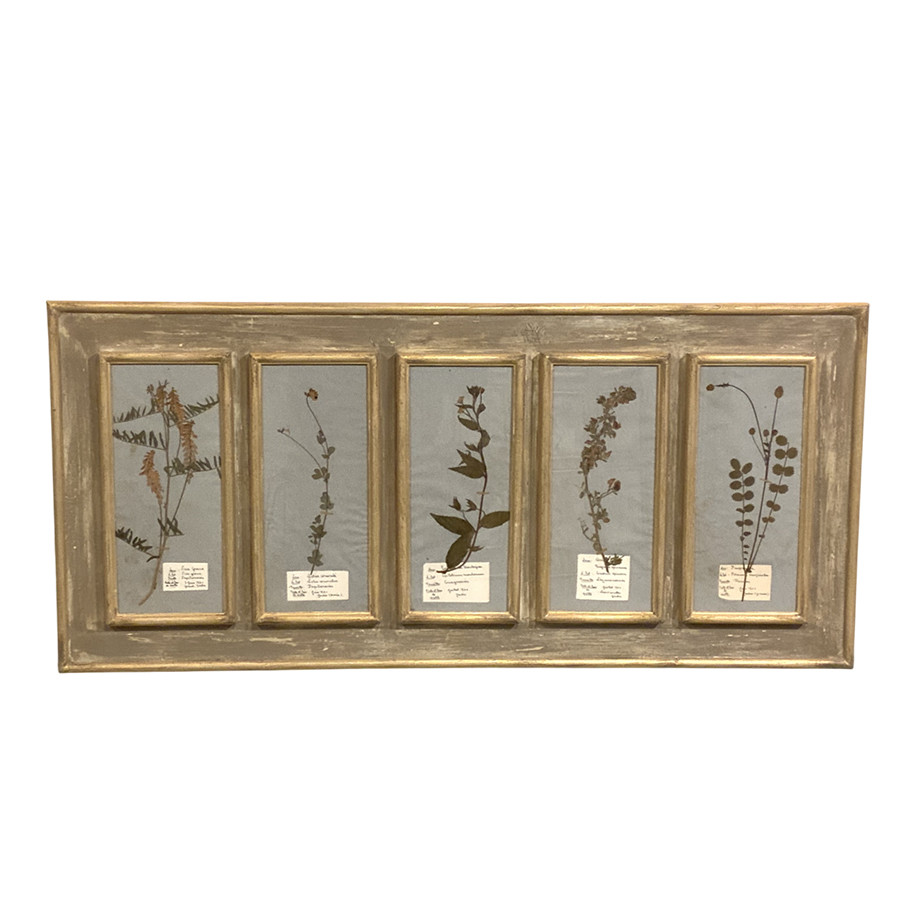 ANTIQUE FRENCH HERBARIUM