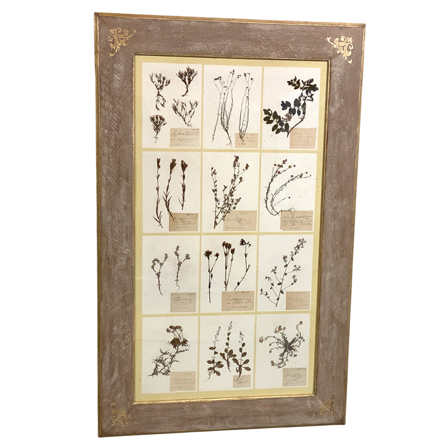 ANTIQUE FRENCH HERBARIUMS