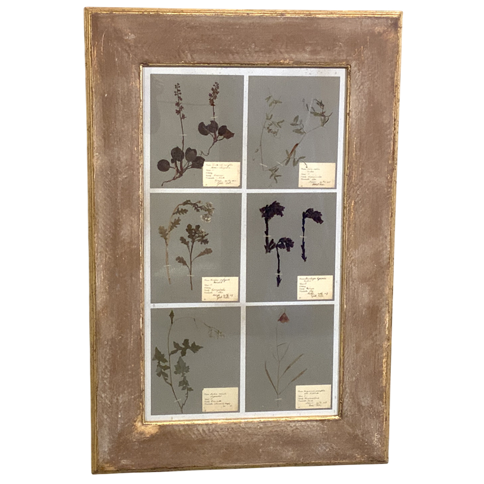 ANTIQUE  FRAMED HERBARIUMS