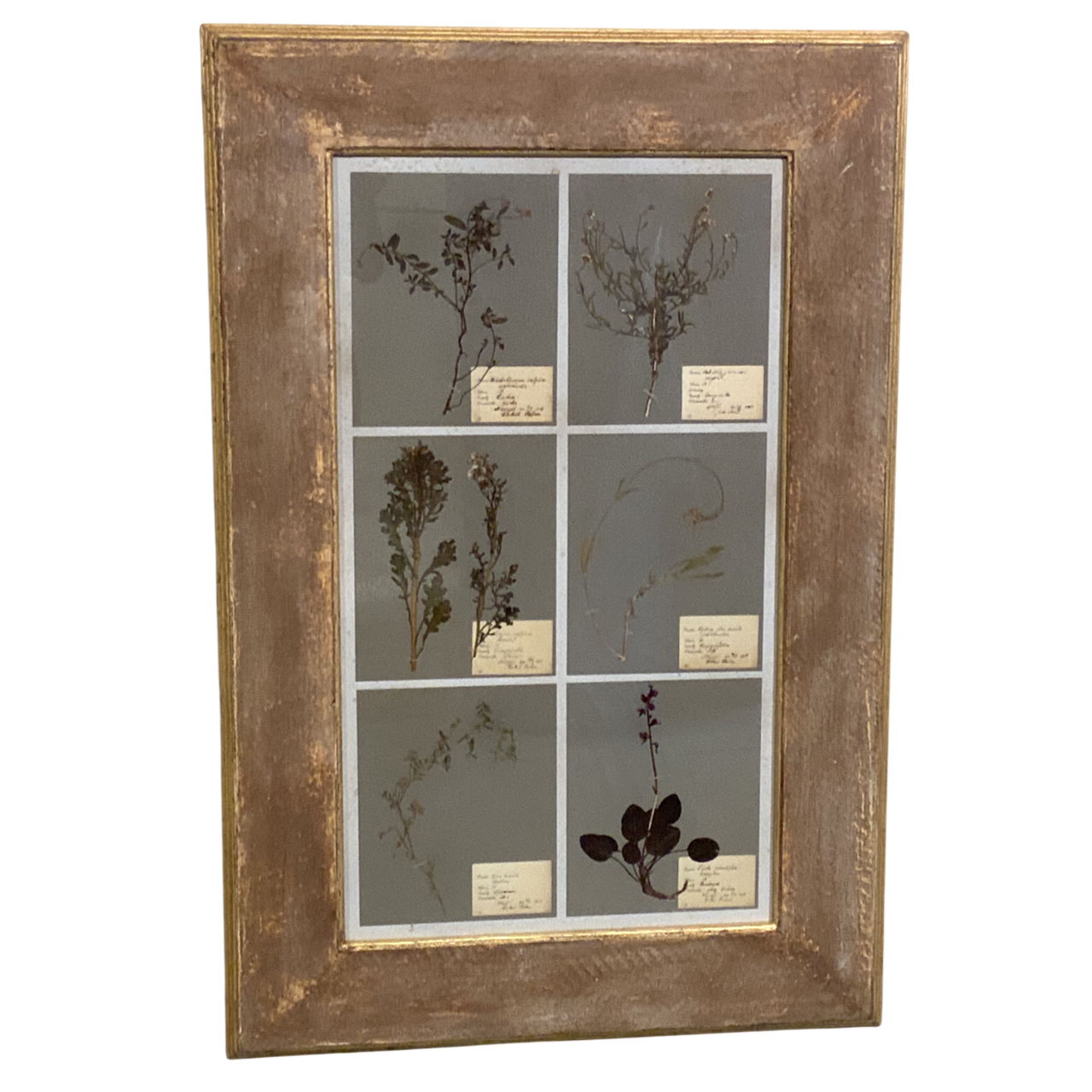 ANTIQUE  FRAMED HERBARIUMS