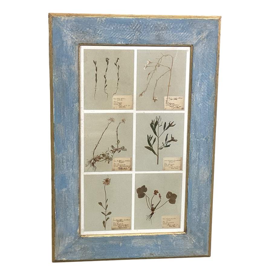 ANTIQUE  FRAMED HERBARIUMS