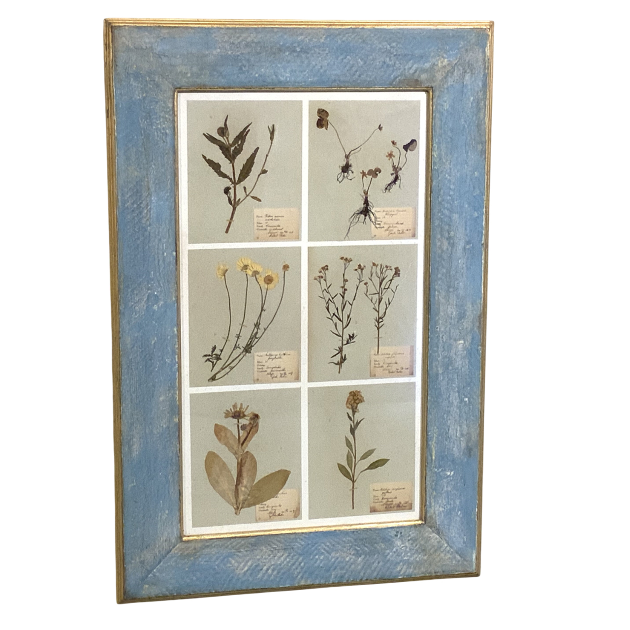 ANTIQUE  FRAMED HERBARIUMS