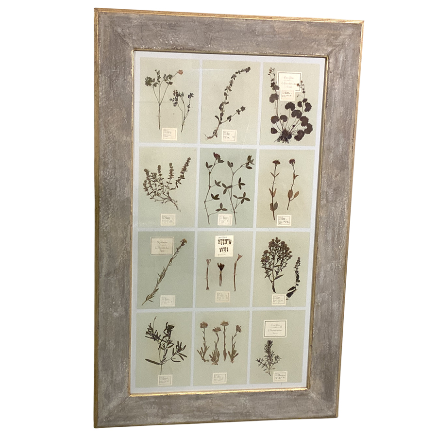ANTIQUE FRENCH FRAMED HERBARIUMS