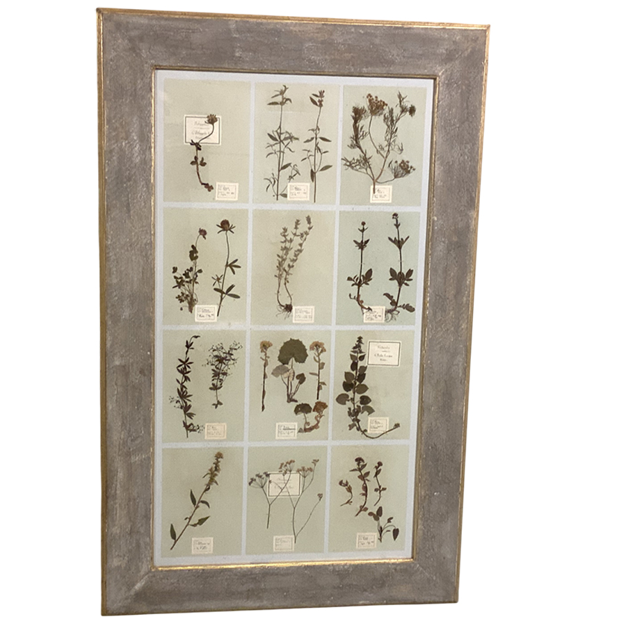 ANTIQUE FRENCH FRAMED HERBARIUMS