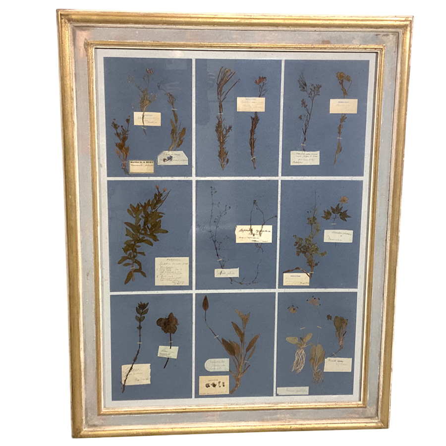 ANTIQUE FRENCH FRAMED HERBARIUMS