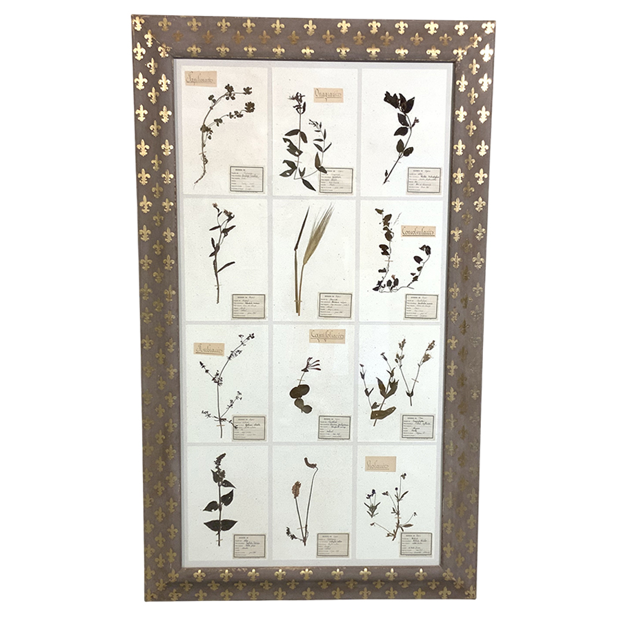 ANTIQUE FRENCH FRAMED HERBARIUMS