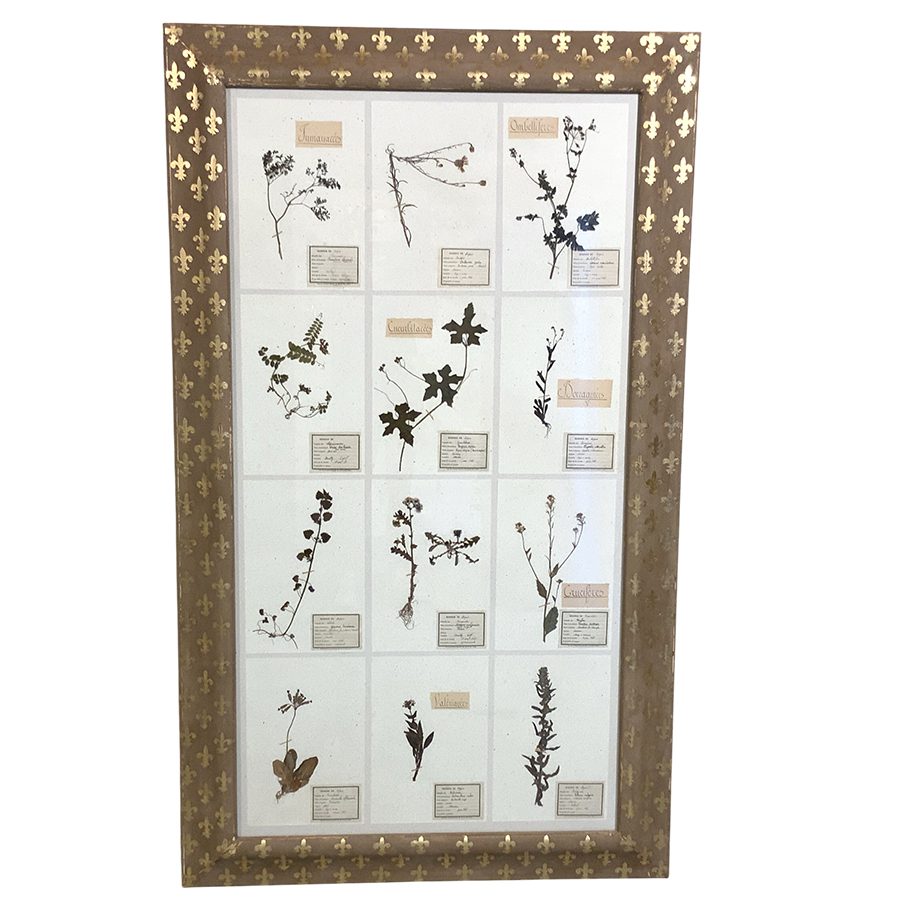 ANTIQUE FRENCH FRAMED HERBARIUMS