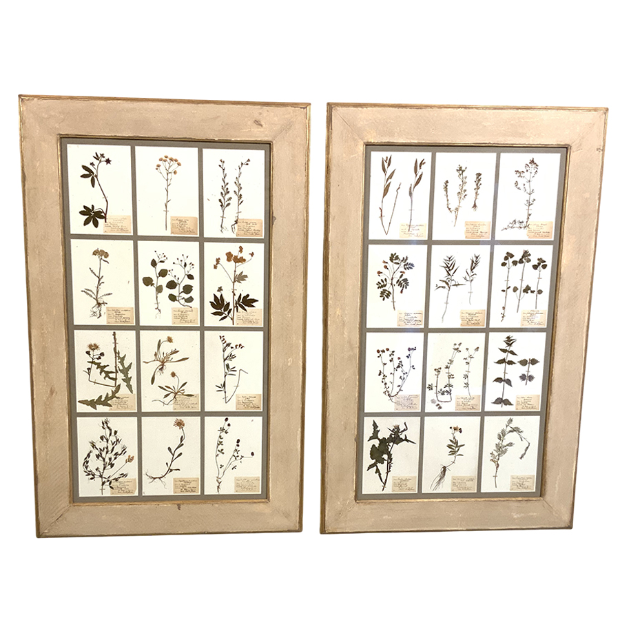 ANTIQUE  FRAMED HERBARIUMS