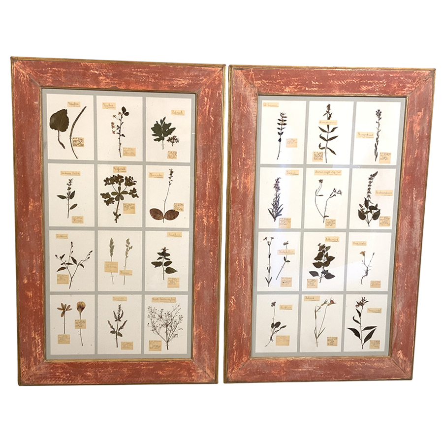 PAIR OF ANTIQUE FRAMED HERBARIUMS