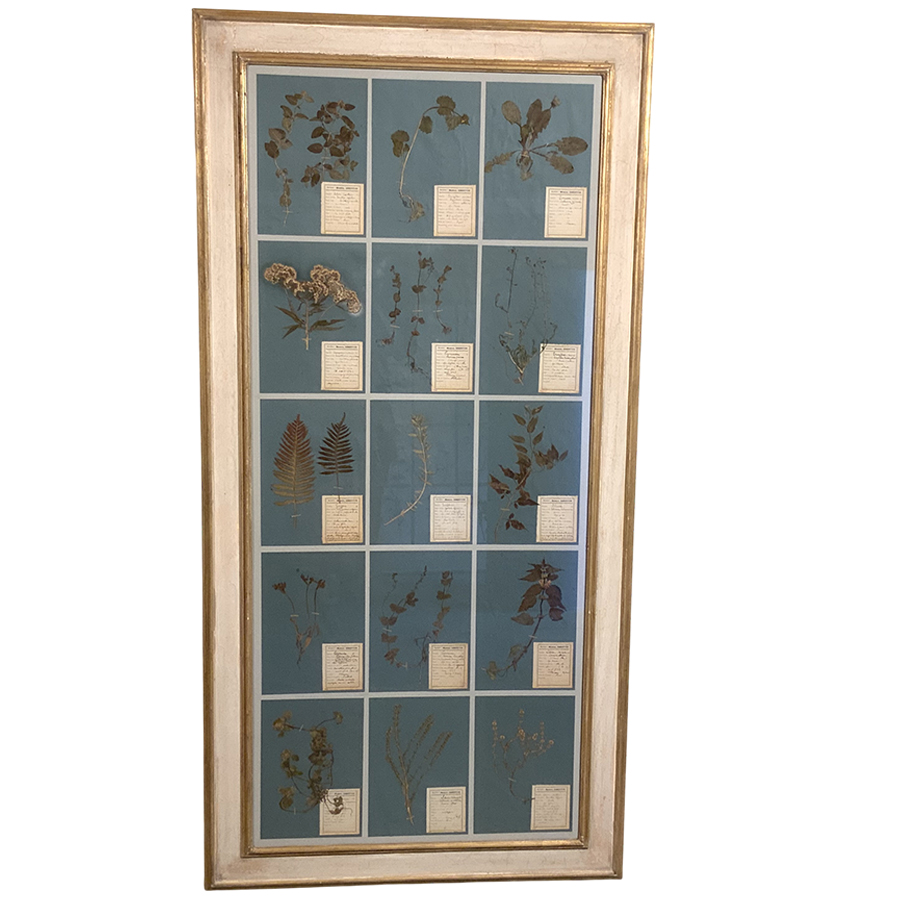 ANTIQUE FRENCH FRAMED HERBARIUMS