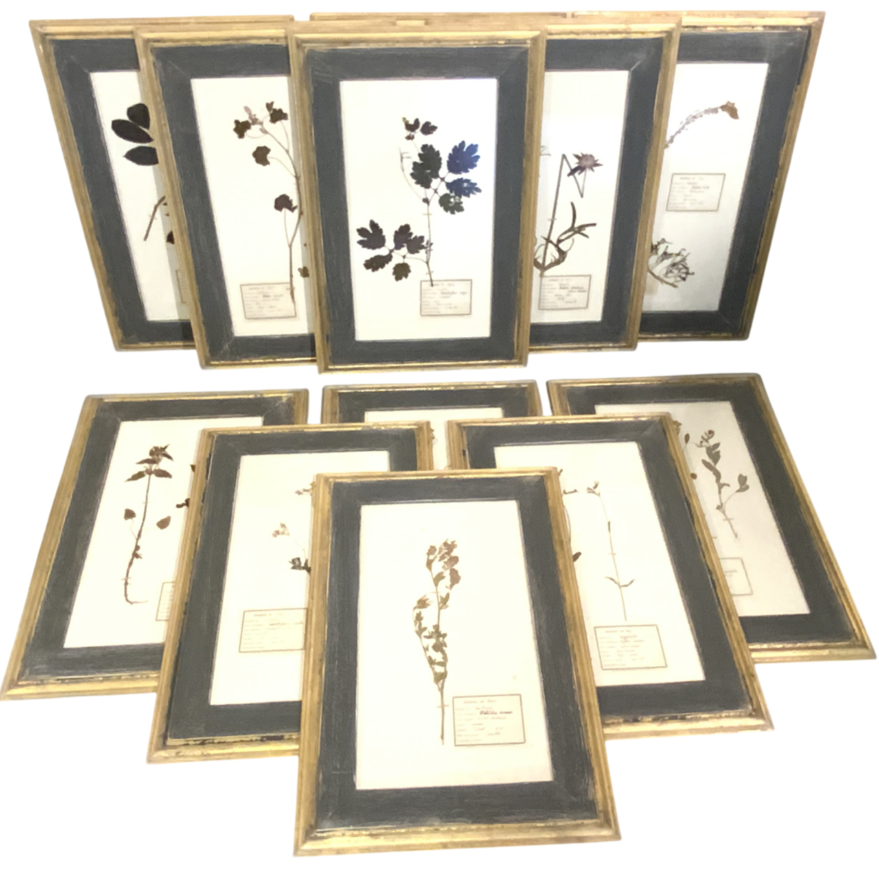 FRENCH BOTANICALS
